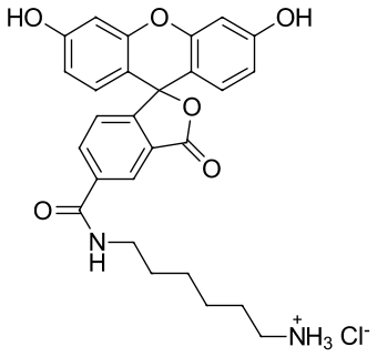 FAM amine, 5-isomer