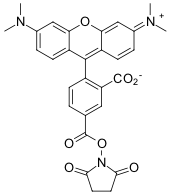 TAMRA NHS ester, 5-isomer