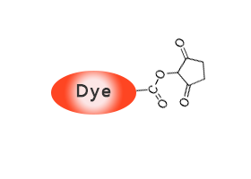 染料NHS酯