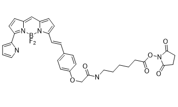 BDP 650/665 X NHS ester